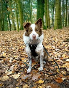 Herfstpoten Check-Routine: zo verzorg je de poten van je hond gezond 🍂🐾