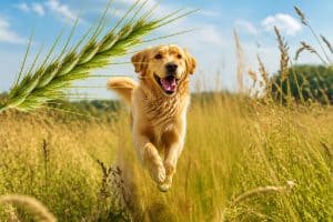 Grasaren bij je hond voorkomen: dit werkt &eacute;cht