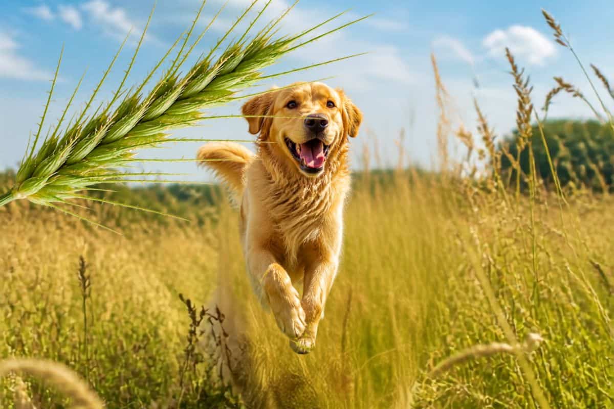 Grasaren bij je hond voorkomen: dit werkt écht