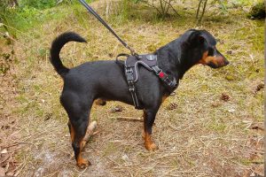 Duurzaam wandelen met hond: kies een goed tuig