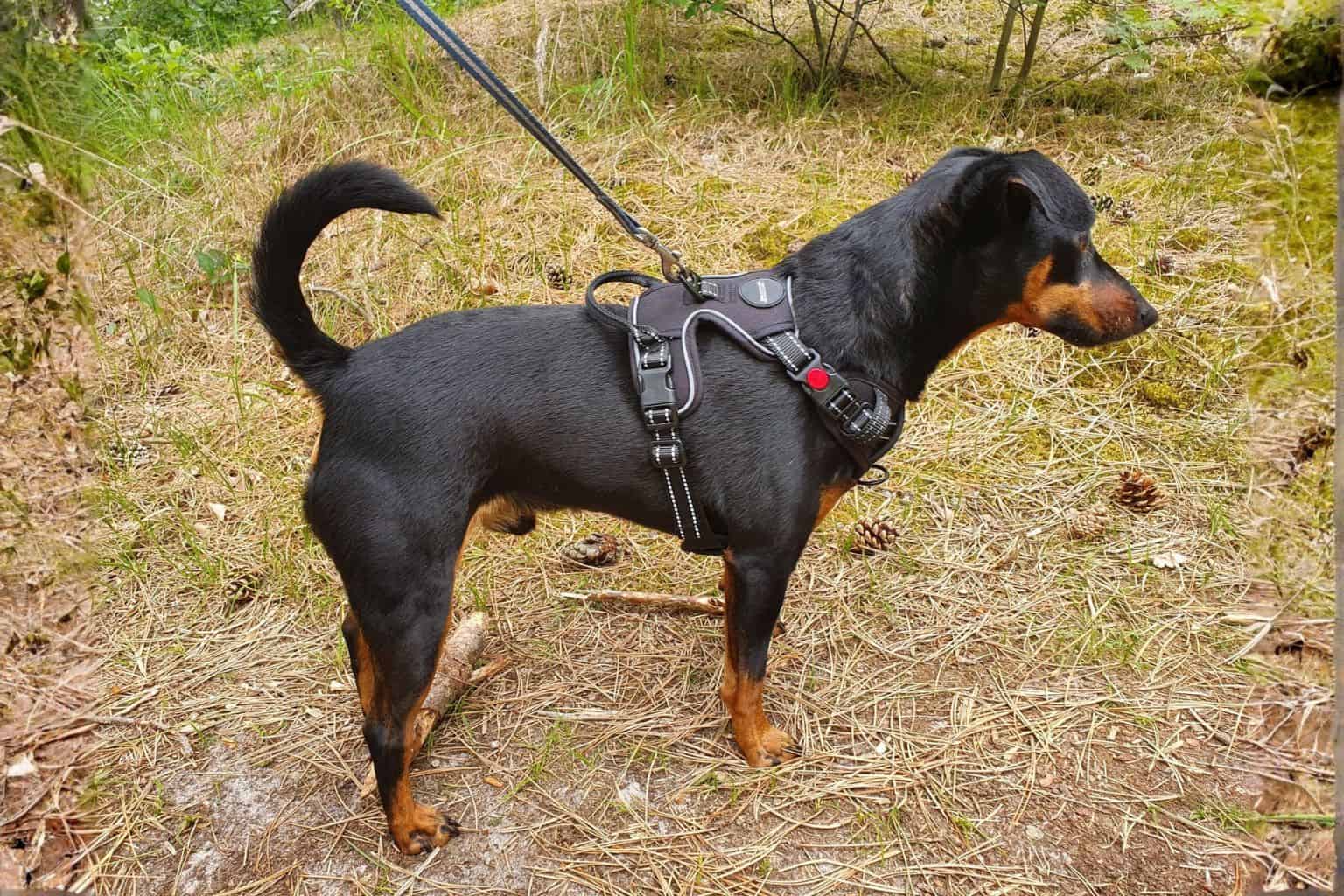 Duurzaam wandelen met hond: kies een goed tuig