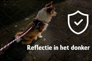 Hond zichtbaar tijdens donkere wandeling: tips