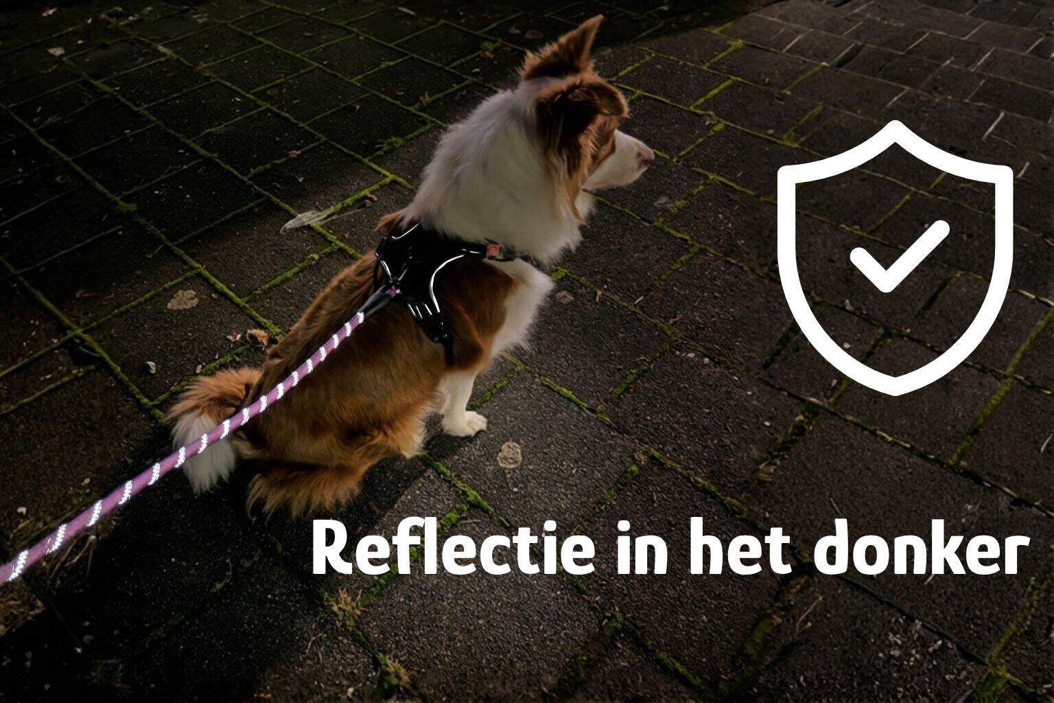 Hond zichtbaar tijdens donkere wandeling: tips