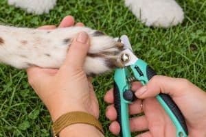 Hondennagels knippen: zo doe je dat rustig
