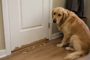 Verlatingsangst hond herkennen: signalen en advies